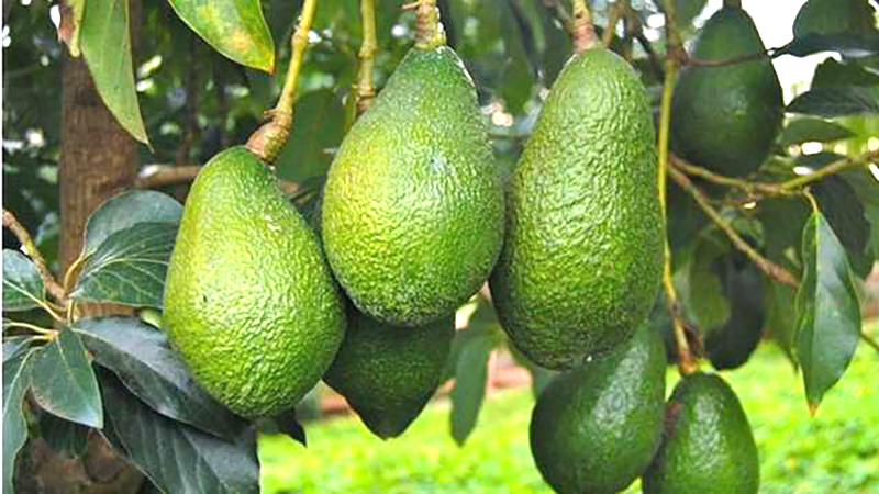 ျမန္မာ့ေထာပတ္သီး ျပည္ပေဈးကြက္ဝင္ရန္ အေမရိကန္ ေထာပတ္မ်ဳိးကိုင္းမ်ား တင္သြင္းမည္