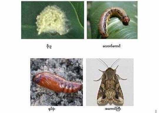 သီးႏွံဖ်က္ ငေျမႇာင္ေတာင္ပုိး ေတြ႔ရွိပါက ခ်က္ခ်င္းအေၾကာင္းၾကားရန္ တုိက္တြန္း