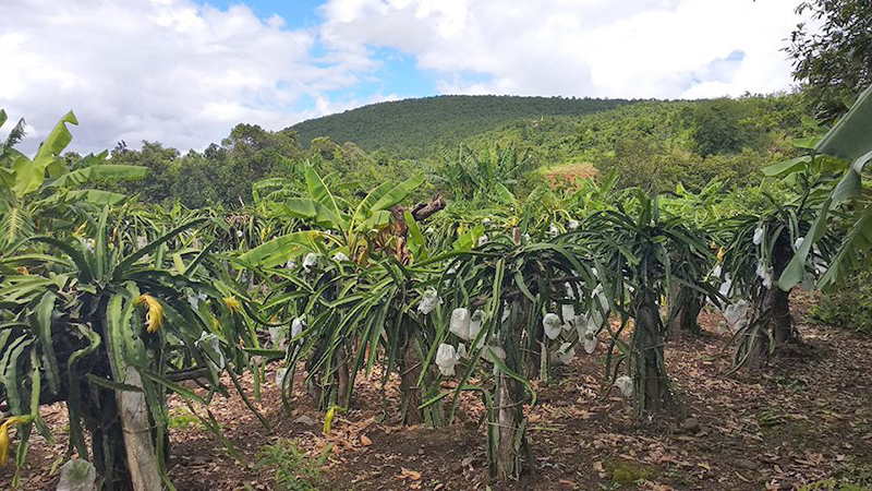 ပုပၸား​ နဂါး​ေမာက္​စိုက္​​ေတာင္​သူမ်ား ​ယခင္​နွစ္​​ထက္​​ ေဈး​ေကာင္​းရေန