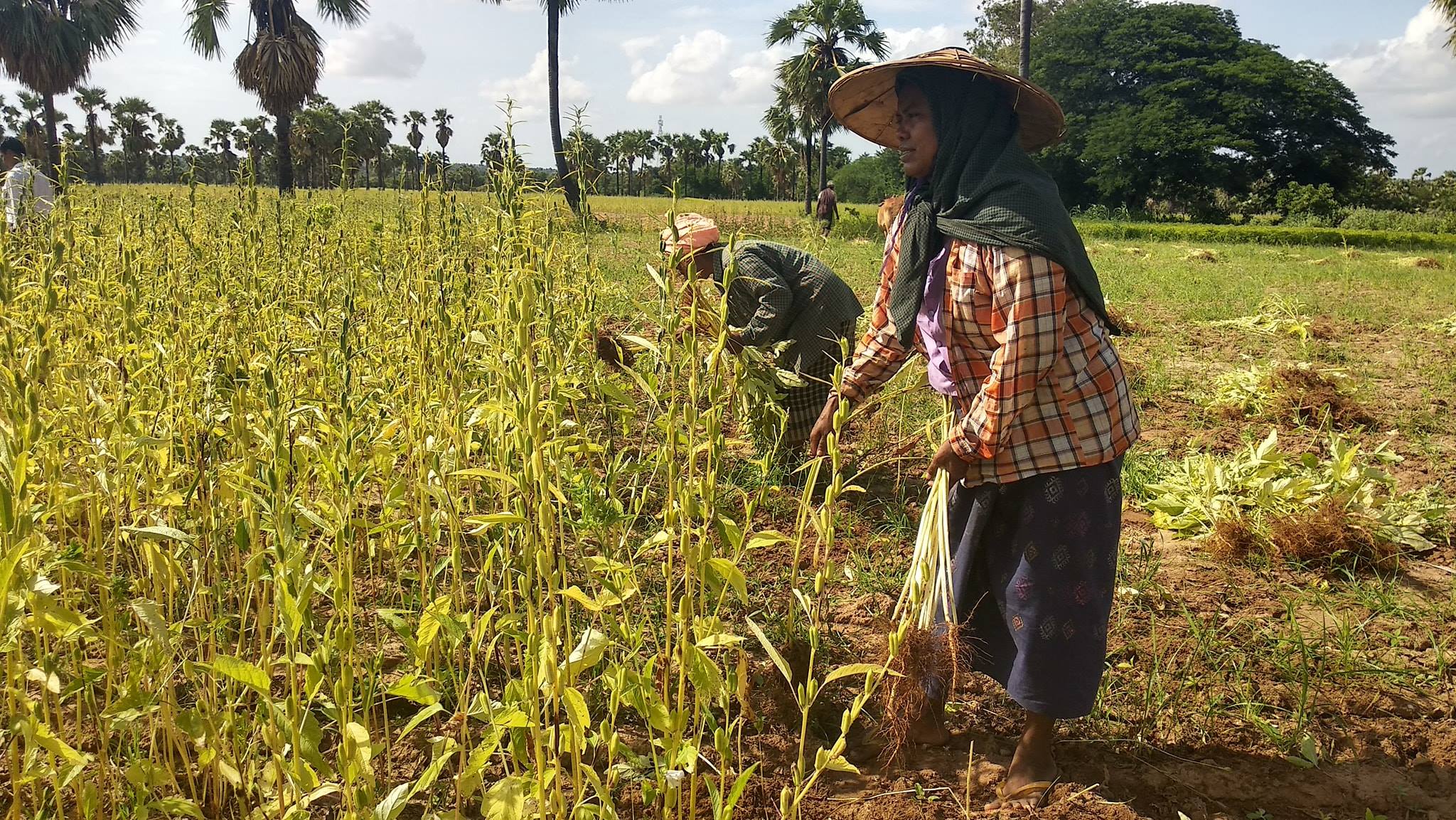 ပခုကၠဴႏွမ္းေစ်းကြက္ အလားအလာေကာင္းေန