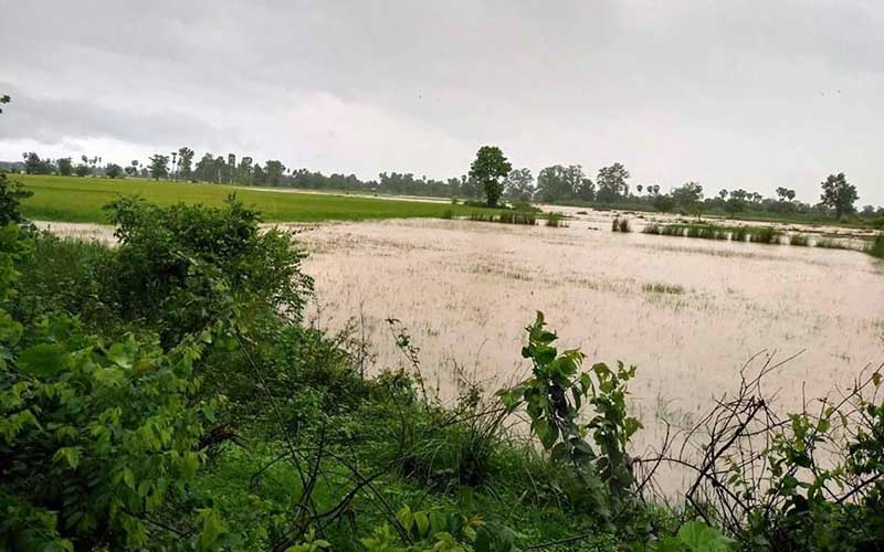 ေရေဘးေၾကာင့္ ပဲအထြက္​ႏႈန္​းက်ဆင္းၿပီး ေ​တာင္​သူ​မ်ား အ႐ႈံး​ေပၚ