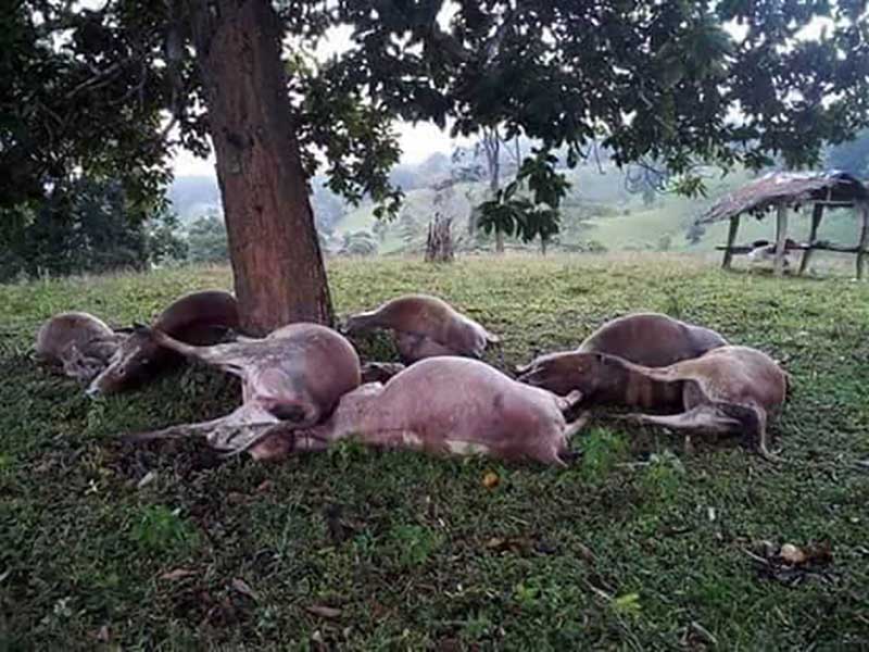 ဗန္းေမာက္ၿမိဳ႕နယ္တြင္ မိုးႀကိဳးပစ္သျဖင့္ ႏြား ၇ ေကာင္ ေသဆံုး
