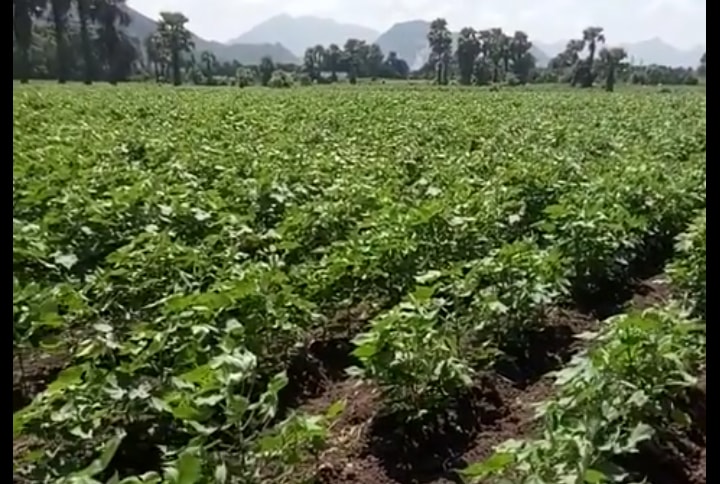မေကြးတုိင္းတြင္ ပဲစင္​းငုံ၊ မတ္​ဘဲ ​ေစ်းကြက္​ပ်က္​၍ ဝါစိုက္​​ေတာင္​သူ မ်ားျပားလာ