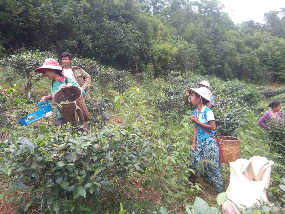 တရားမဝင္သြင္းသည့္ လက္ဖက္ေျခာက္မ်ားေၾကာင့္ နမ့္ဆန္လက္ဖက္စက္႐ုံ ၁၀၀ ေက်ာ္ ပိတ္