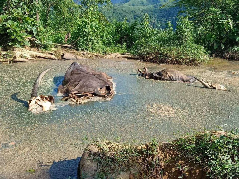 မင္းျပား ကြ်ဲအစုအၿပဳံလိုက္ေသဆုံးမႈ ရန္ကုန္ဓာတ္ခြဲခန္းတြင္ စစ္ေဆးေန