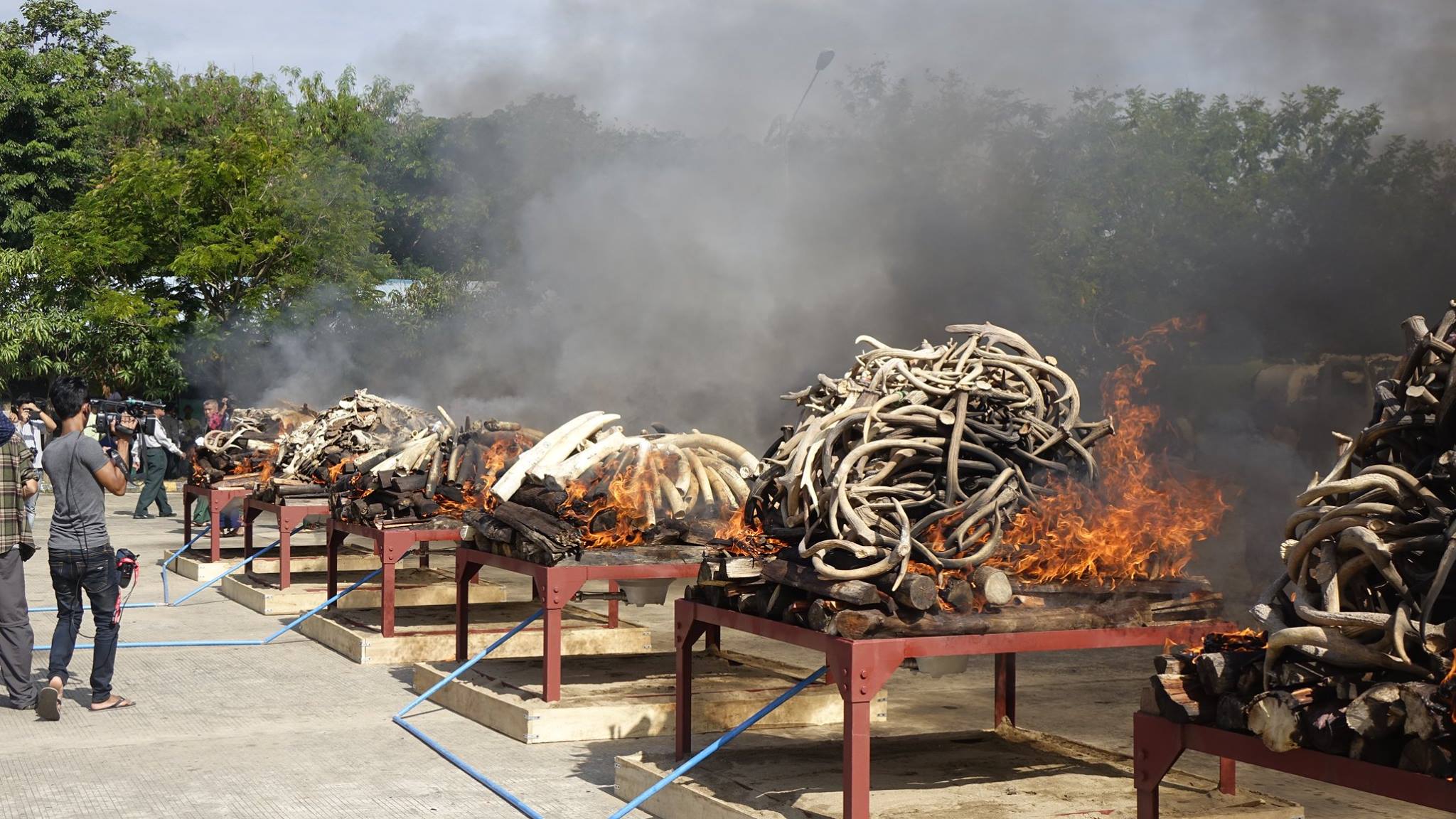 ေဒၚလာ ၁ သန္းေက်ာ္တန္ဖိုးရွိ ဆင္စြယ္ႏွင့္ ေတာ႐ိုင္းတိရစာၦန္အစိတ္အပိုင္းမ်ား မီး႐ိႈ႕ဖ်က္ဆီး