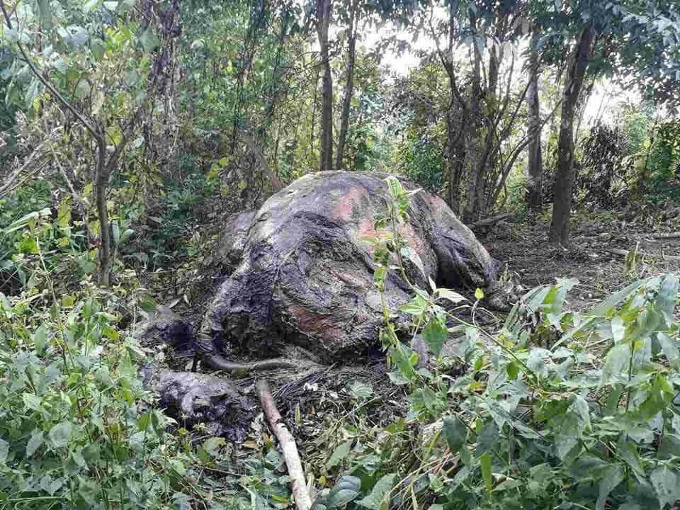 သာေပါင္းတြင္ သတ္ျဖတ္ၿပီး အေရခြံခြာထားခံရသည့္ ေတာဆင္႐ိုင္းတေကာင္ေတြ႔