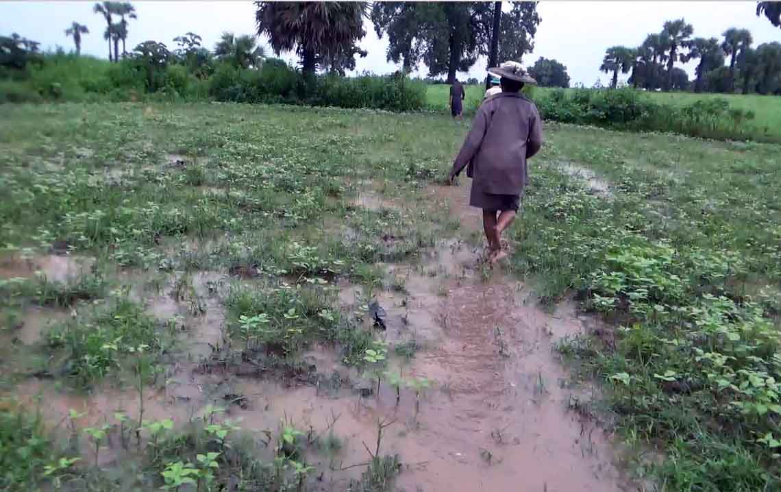 ကနီတြင္ စိမ့္ေရေၾကာင့္ လယ္ဧက ၅၀၀ ခန္႔ စုိက္ပ်ဳိးမရ၍ ေတာင္သူမ်ားအခက္ႀကံဳ