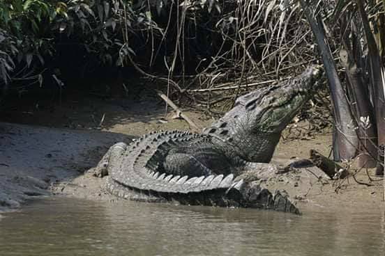 ဘုိကေလးတြင္ အမ်ိဳးသား ၁ဦး မိေက်ာင္းဆြဲခံရၿပီး ေျခတဖက္ ျပတ္သြား