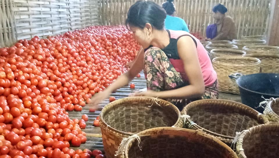 အင္းေလး ခရမ္းခ်ဥ္သီးစုိက္ေတာင္သူမ်ား အ႐ႈံးေပၚေန