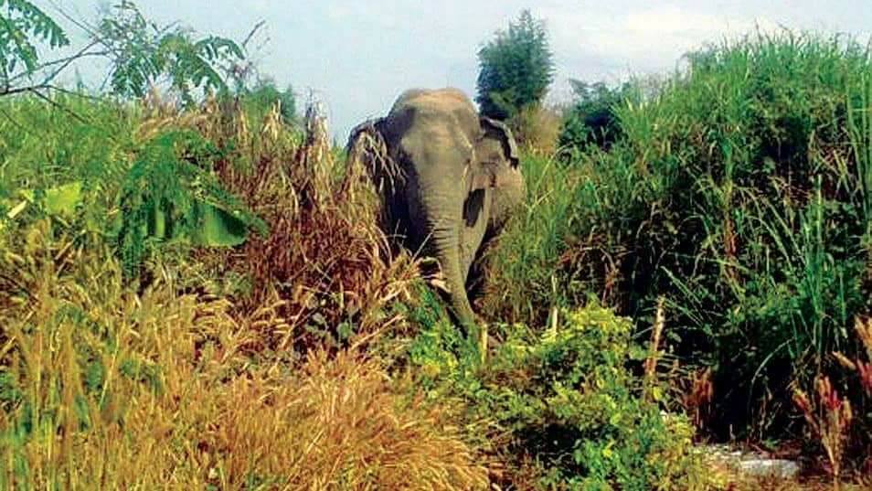 တိုက္ႀကီးတြင္ ေတာဆင္႐ုိင္းေၾကာင့္ ေနအိမ္ႏွင့္ ေျပာင္းခင္းအခ်ဳိ႕ ပ်က္စီး