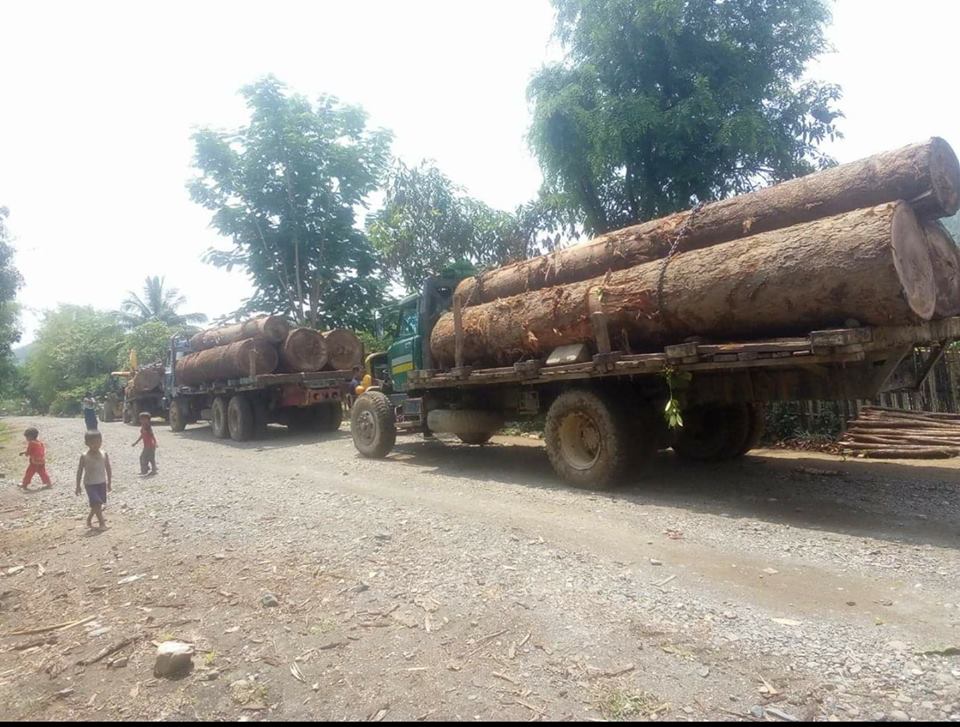 တရားမ၀င္သစ္ခုိးထုတ္မႈမ်ားကုိ ဇိုမီးလူငယ္အဖြဲ႔ တားျမစ္