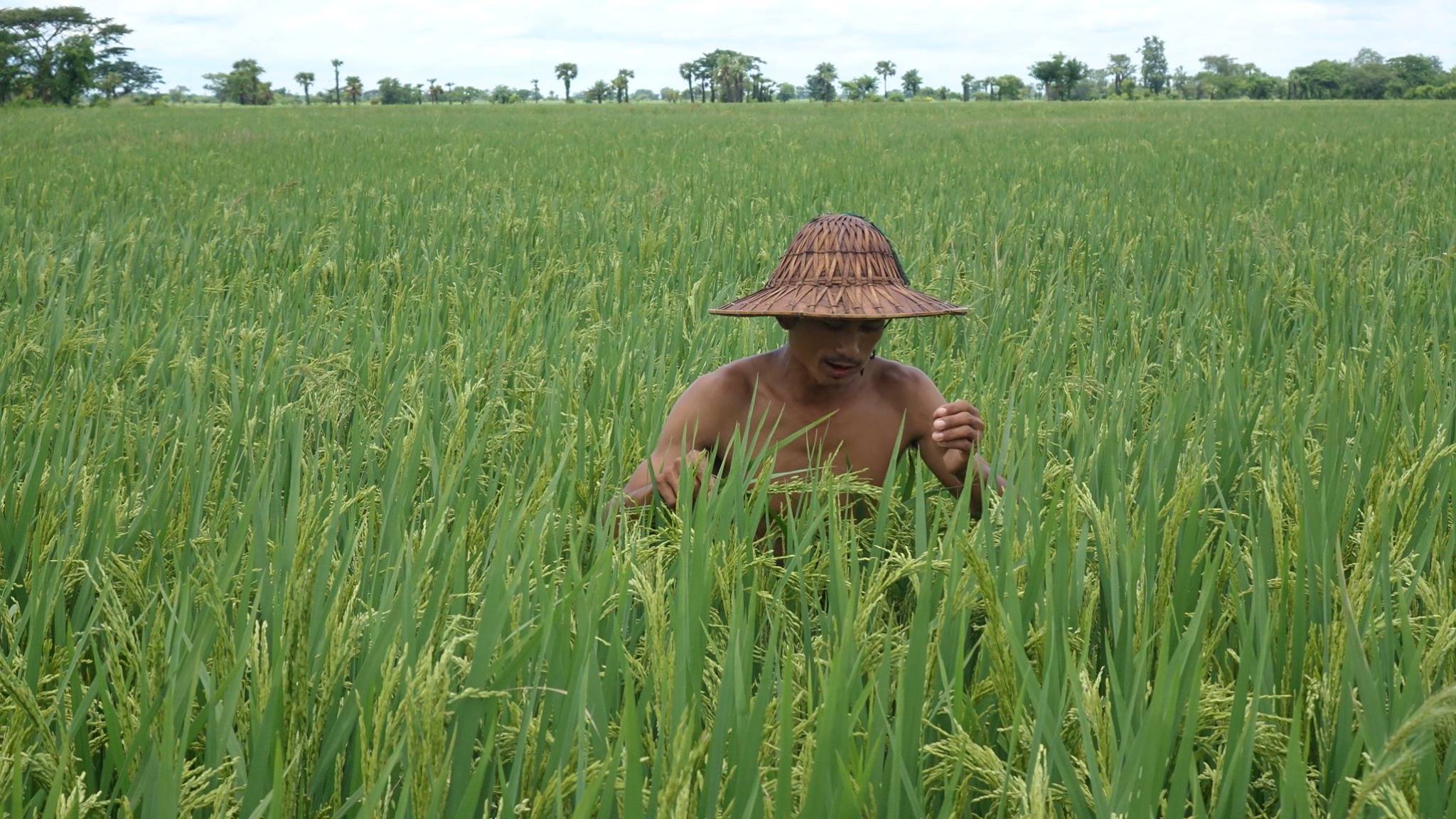 စစ္ကိုင္းတုိင္းတြင္ စိုက္ပ်ိဳးစရိတ္ေခ်းေငြ ေႂကြးက်န္ က်ပ္ ၁၂ ဘီလီယံအထိရွိေန