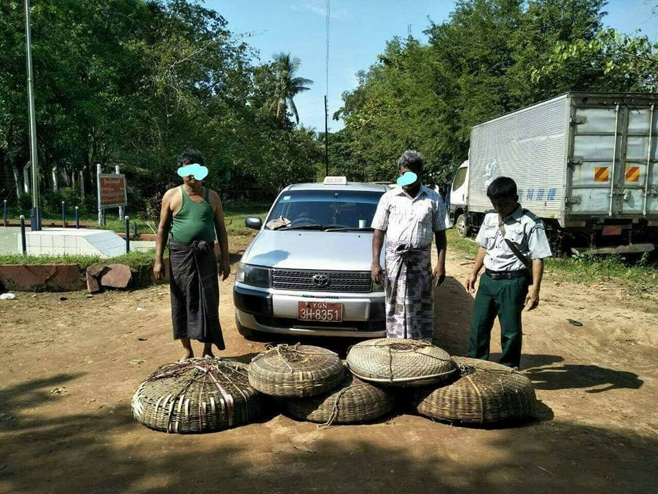 တိုက္ႀကီးတိုးဂိတ္တြင္ ၾကက္တူေရြး ၁၀၆ ေကာင္ တရားမ၀င္သယ္လာသူ ၂ ဦးကို ဖမ္းမိ