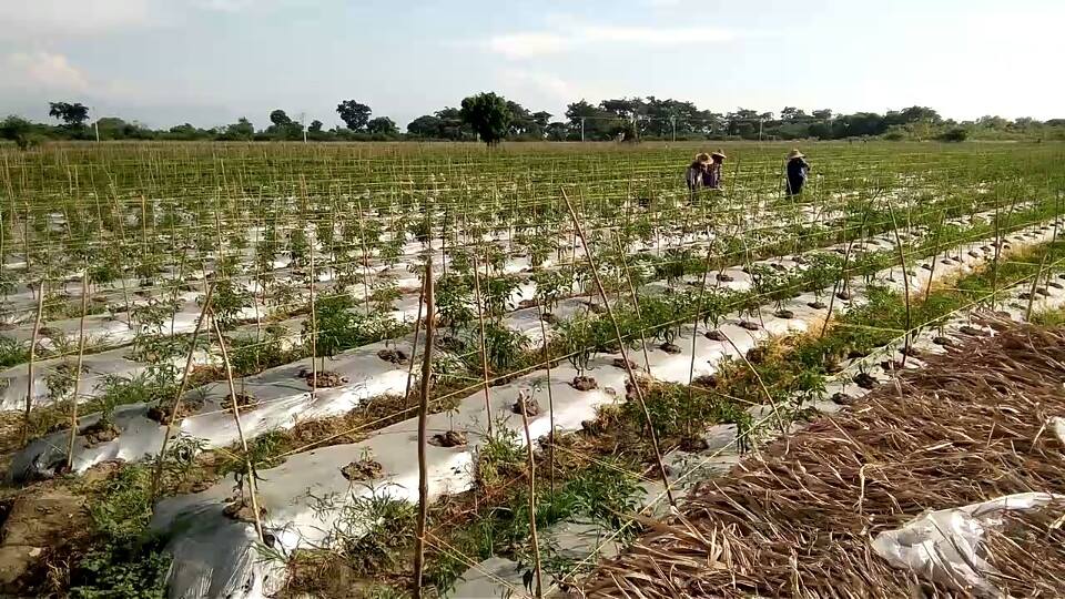 တ႐ုတ္ႏုိင္ငံသားမ်ား ပိုးသတ္ေဆး အလြန္အကၽြံသုံးသျဖင့္ စုိက္ပ်ဳိးေျမပ်က္မည္ကုိ ေဒသခံမ်ား စုိးရိမ္