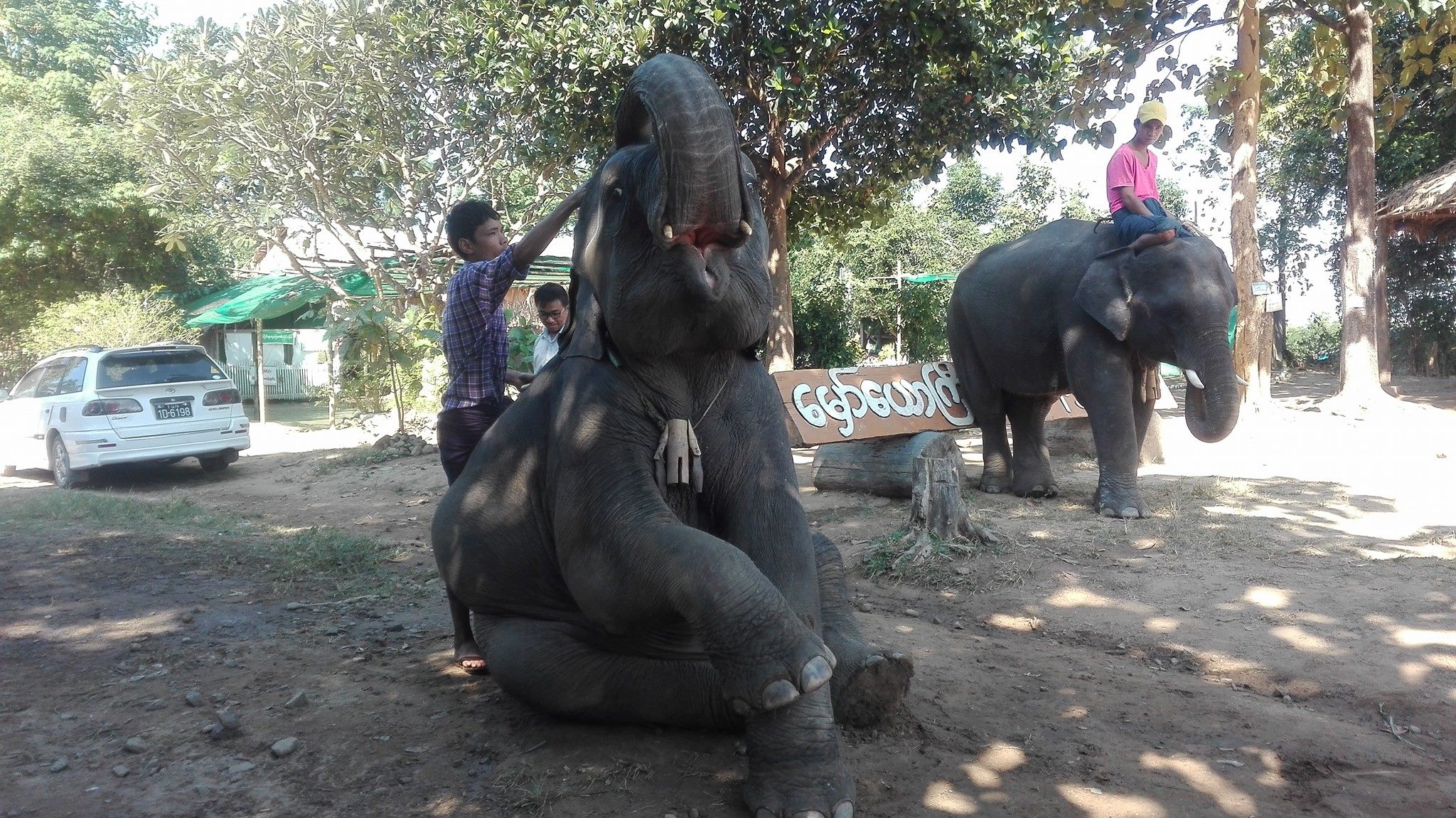 ေမွာ္ေယာႀကီးဆင္စခန္းမွ ဆင္ကေလး ၄ေကာင္ ဂ်ပန္ႏိုင္ငံသို႔ ခ်စ္ၾကည္ေရးသြားမည္