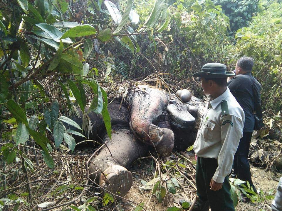 ဧရာဝတီတိုင္းတြင္ ၂၀၁၈ ခုႏွစ္အတြင္း ေတာဆင္႐ိုင္း ၇ ေကာင္ သတ္ျဖတ္ခံရ