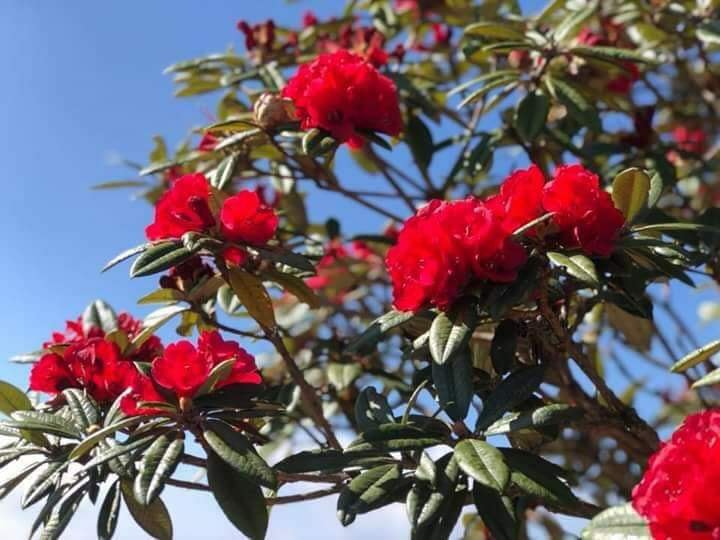 ခ်င္းျပည္နယ္ရွိ ေတာင္ဇလပ္ပန္းမ်ားထိန္းသိမ္းေရး ဥပေဒျပ႒ာန္းေပးရန္လိုအပ္ေန
