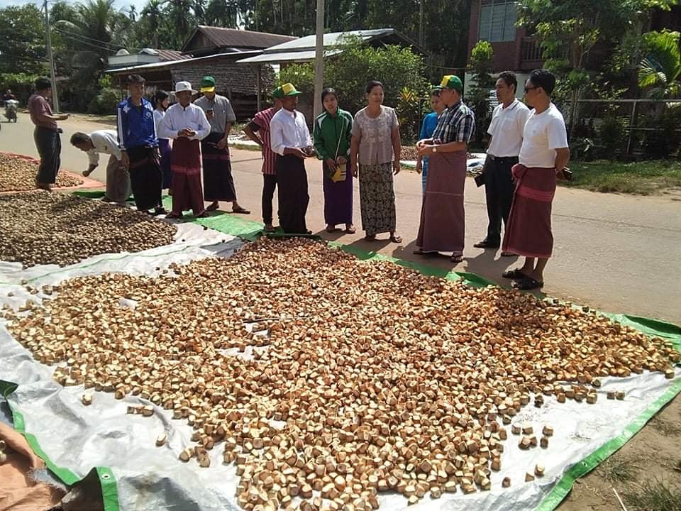 ကရင္ျပည္နယ္ထြက္ကြမ္းသီး ႏုိင္ငံျခားတင္ပုိ႔ႏုိင္ေရး ႀကိဳးစားရန္ စုိက္ပ်ဳိးေရးဦးစီးဌာနေျပာ