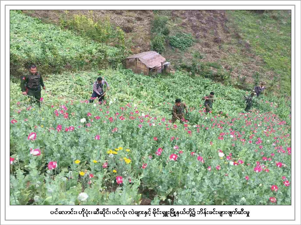 ရွမ္းျပည္နယ္ ၿမိဳ႕နယ္ ၆ ခုရွိ ဘိန္းခင္း ၇၉ ဧကခန္႔ကုိ ဖ်က္ဆီး
