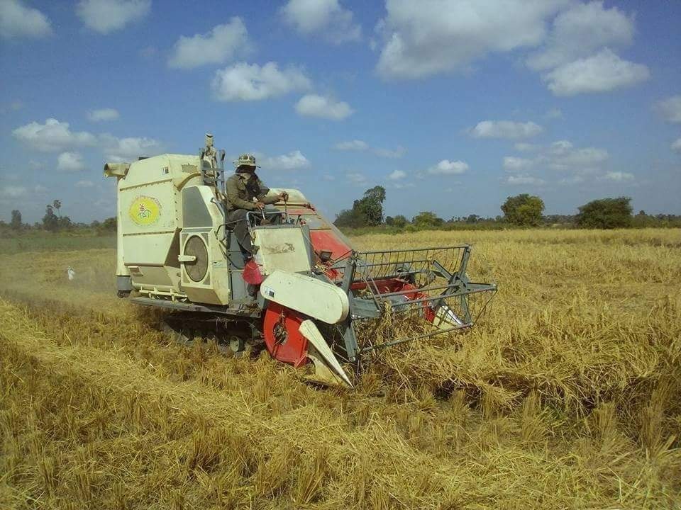 စစ္ကိုင္းတိုင္းတြင္ သီးႏွံဖ်က္ပိုးေၾကာင့္ စပါးအထြက္ႏႈန္းက်ဆင္းေန