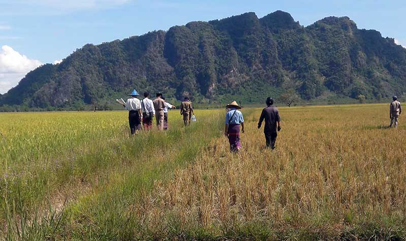 အက်ဥ္းဦးစီးဌာနက ျပန္စြန္႔လႊတ္သည့္ လယ္ေျမမ်ား လုံၿခဳံေရးဧရိယာထဲပါေန၍ စုိက္ပ်ဳိးခြင့္မရ