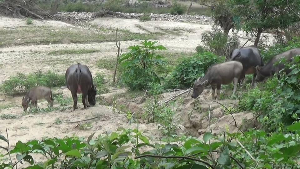 ေျမလြတ္ေျမလပ္ေျမ႐ုိင္းဥပေဒေၾကာင့္ ႐ုိးရာဓေလ့ေပ်ာက္ကြယ္ၿပီး သခင္ကေန ကၽြန္ျဖစ္ႏိုင္