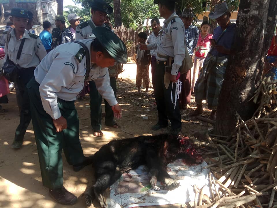 သာယာ၀တီခ႐ုိင္တြင္ ရြာထဲ၀င္လာသည့္၀က္၀ံေၾကာင့္ ၁ ဦးဒဏ္ရာရ၊ အေသဖမ္းဆီး