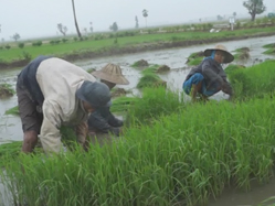 ေနျပည္ေတာ္လယ္သမား ၁၂၆ ဦးကို သစ္ေတာဦးစီးက တရားစြဲ