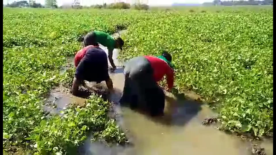 ဇီးကုန္းတြင္ ဆည္ေရေၾကာင့္ မတ္ပဲစိုက္ခင္းမ်ား ေရနစ္ျမဳပ္