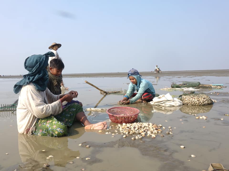 ေသာင္တာေက်းရြာ ပင္လယ္ကမ္းစပ္မွ ခုံးခ႐ုမ်ားကုိ ရွမ္းတ႐ုတ္မ်ား ဆင္း၀ယ္ေန