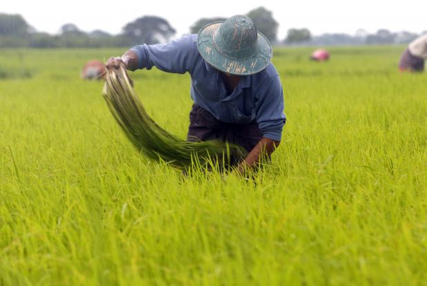 စိုက္ပ်ိဳးစားရိတ္ေခ်းေငြ လိမ္လည္ထုတ္ယူသူမ်ားကို အေရးယူမည္