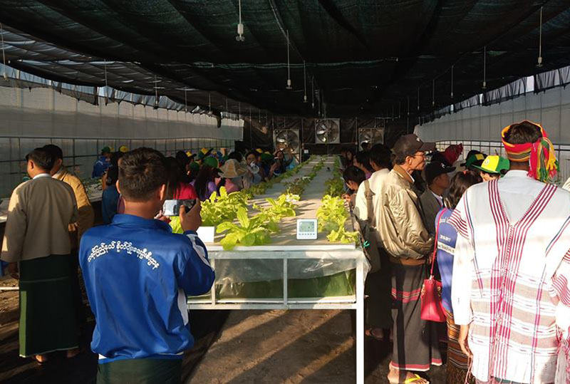 ကရင္ျပည္နယ္အတြင္း အဆင့္ျမင့္ ဟင္းသီးဟင္းရြက္မ်ား စိုက္ပ်ဳိးထုတ္လုပ္ရန္ ေလ့လာ