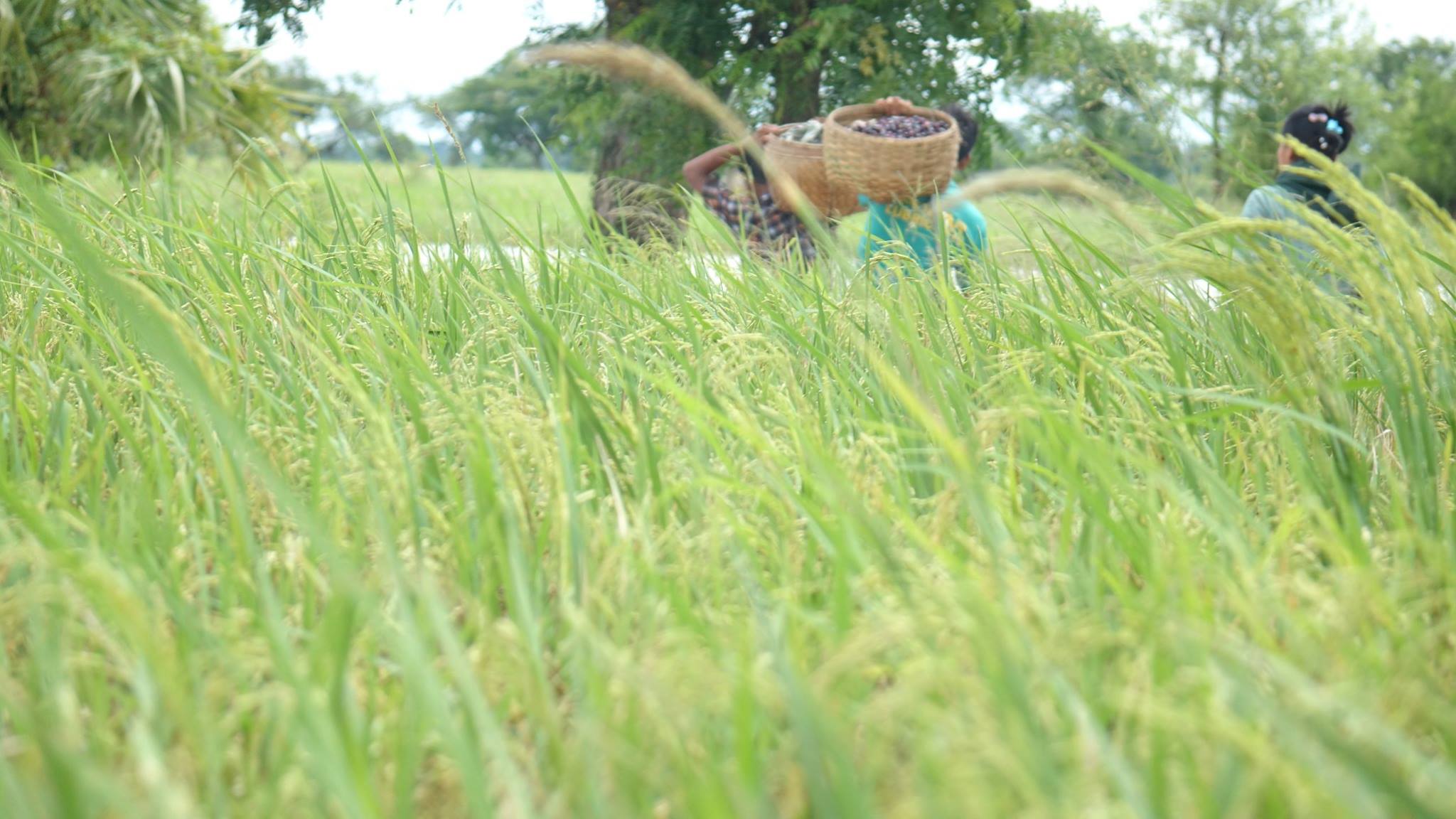 ေရႊဘိုေပၚဆန္းမ်ိဳးစပါးကို တိုင္းအစိုးရကျဖန္႔ျဖဴးေပးရန္ စစ္ကိုင္းလႊတ္ေတာ္ အတည္ျပဳ
