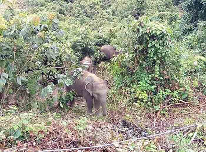 တိုက္ႀကီးတြင္ ေတာဆင္႐ုိင္း အုပ္စုလိုက္ဝင္ေရာက္ဖ်က္ဆီးသျဖင့္ လူေနအိမ္ ၂ လံုးပ်က္စီး