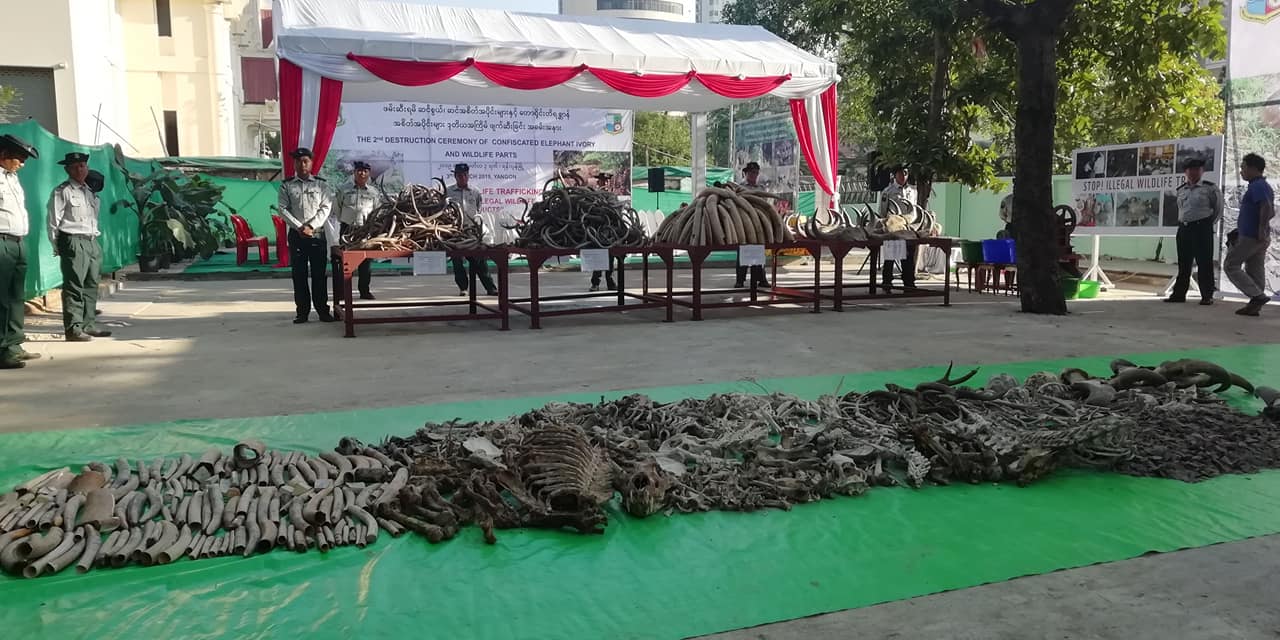 ဆင္ျပတိုက္ဖြင့္ပြဲတြင္ ဖမ္းမိ ဆင္စြယ္မ်ားႏွင့္ ေတာ႐ိုင္းတိရစၦာန္အစိတ္အပိုင္းမ်ား မီး႐ိႈ႕ဖ်က္ဆီး