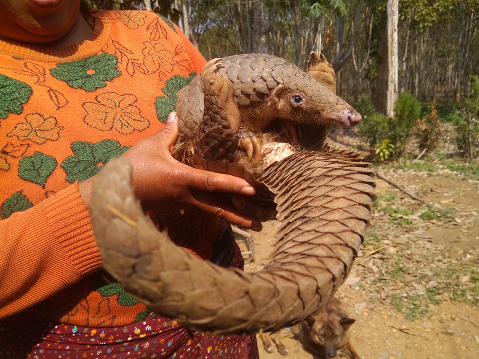 ရွားပါးသင္းေခြခ်ပ္အား သားငွက္တိရစၧာန္ထိန္းသိမ္းေရးဌာနသို႔ လႊဲေျပာင္းေပးအပ္