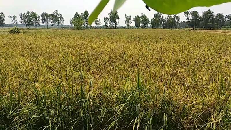 ဘုိကေလးတြင္ ေကာက္စုိက္လုပ္သား ရွားပါးသည့္အခက္အခဲ ႀကံဳေနရ