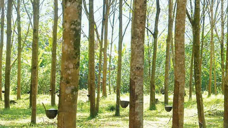 အရည္အေသြးမီ ရာဘာျပားထြက္ရွိေရး ေဖာမစ္အက္စစ္သုံးစြဲရန္ တုိက္တြန္း