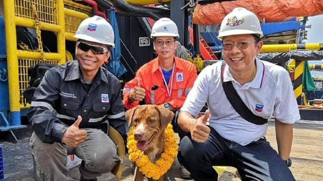 ထိုင္းပင္လယ္ေကြ႔တြင္ ေမ်ာပါလာသည့္ ေခြးကေလးကို  ေရနံတူးစင္ေပၚက လုပ္သားမ်ား ကယ္ဆယ္ (႐ုပ္သံ)