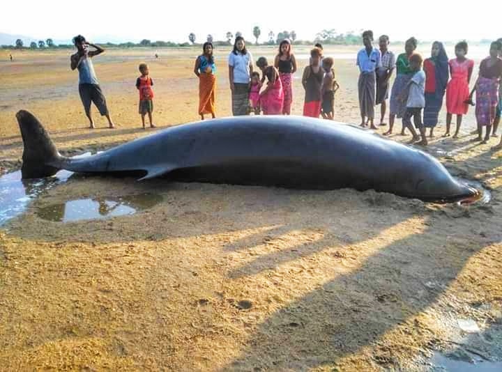 ဇီးျဖဴေသာင္ပင္လယ္၀တြင္ လင္းပိုင္ ၁ေကာင္ ေသာင္တင္ေသဆံုး