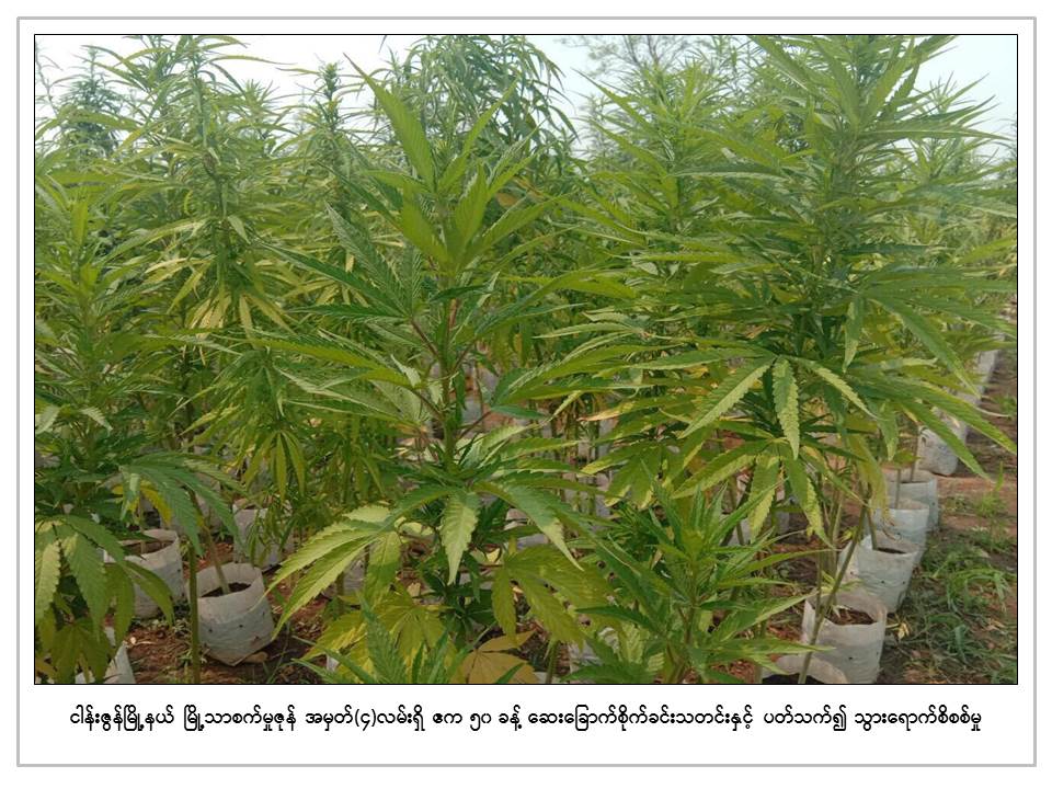 ေဆးေျခာက္အာနိသင္ပါ ခ်ဥ္ေပါင္ေလွ်ာ္ႏြယ္ဝင္ အပင္ေပါင္း ၃ သိန္းခြဲခန္႔ စစ္ေဆးေတြ႔ရွိ