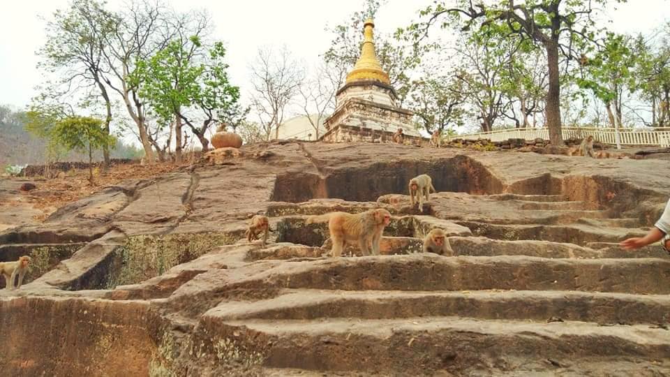 ေရရွားပါးမႈဒဏ္ခံေနရသည့္ ဖိုလ္ဝင္ေတာင္ရွိ ေမ်ာက္မ်ားအတြက္ ေသာက္ေရလႉဒါန္း
