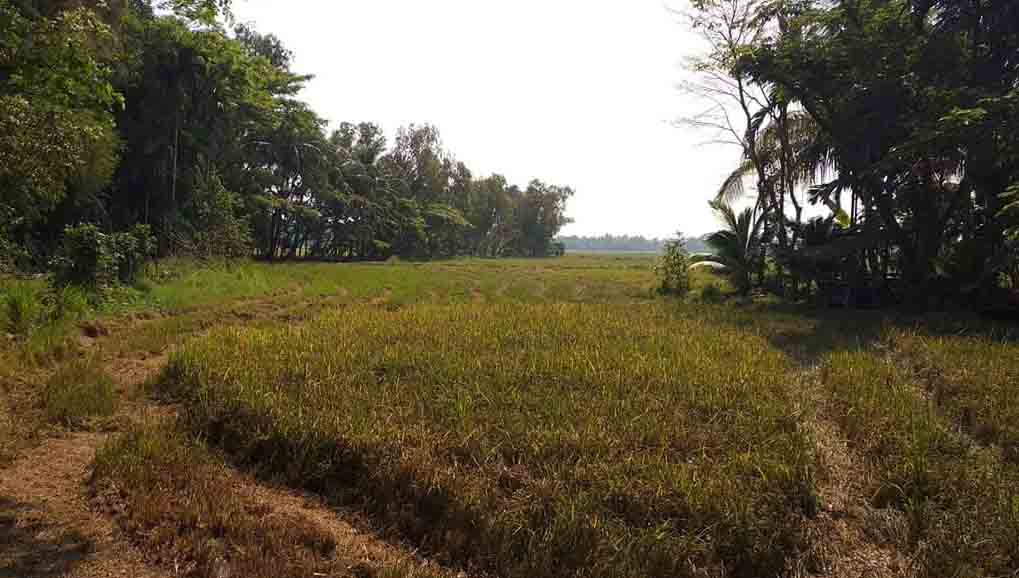 ေခ်ာက္ၿမဳိ႕နယ္တြင္​ ေႏြစပါးအစား ေႏြႏွမ္းပိုမို စိုက္ပ်ဳိးလာ