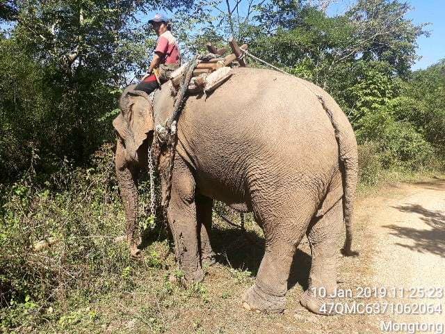မိုင္​းတံုတြင္ ​ခြင့္ျပဳခ်က္​​ေမ်ာစာမ့ဲ ဆင္​သုံး​ေကာင္​ သယ္ယူသည့္ ဆင္​ဦးစီးမ်ားကုိ အမႈဖြင့္