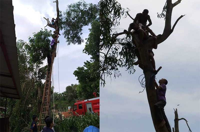 အျမင့္ေပ ၃၀ ရွိ သစ္ပင္ေပၚ သတိေမ့ေနသူကုိ မီးသတ္တပ္ဖြဲ႔ ကယ္တင္