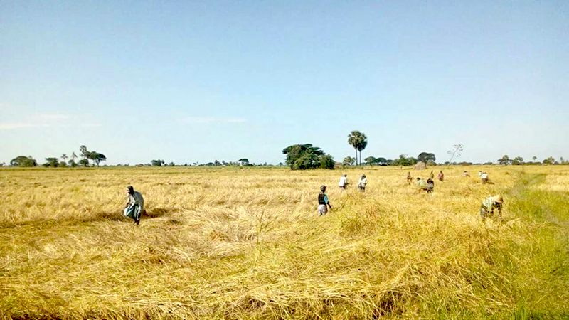 မြန္ျပည္နယ္အတြင္း မုိးစပါးေခ်းေငြ က်န္သန္း ၄ ေသာင္းခြဲ ထုတ္ေပးရန္ လ်ာထား