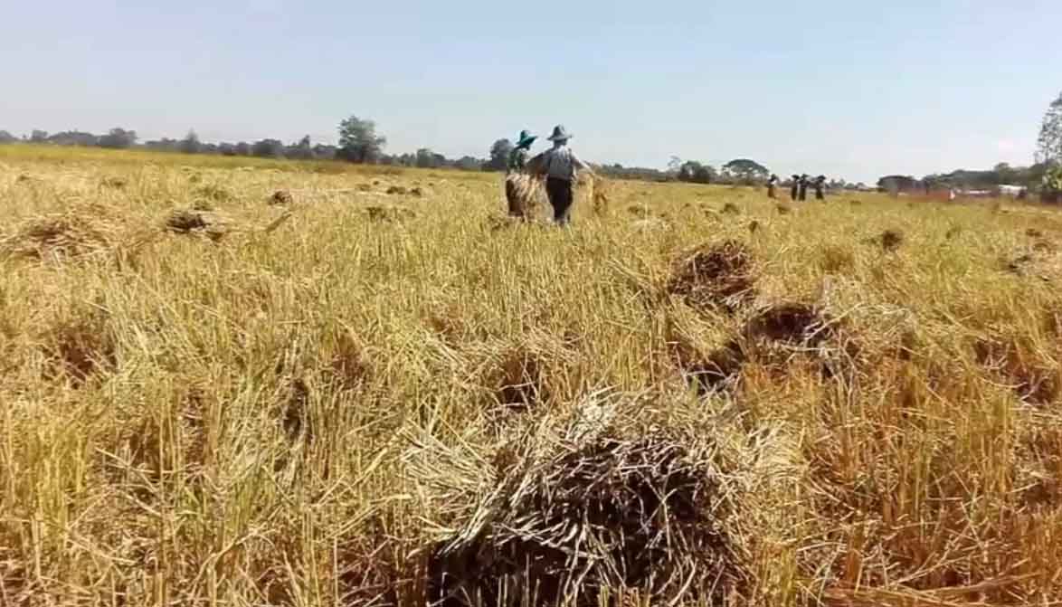 စပါးေစ်းက်သျဖင့္ ျဖဴးၿမိဳ႕နယ္ ေႏြစပါးစိုက္ေတာင္သူမ်ား အခက္ႀကံဳ