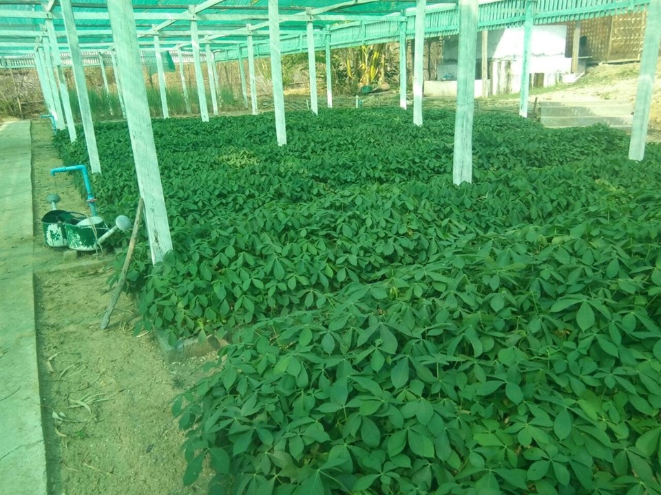 ဆိပ္ျဖဴ အစုအဖြဲ႔ပိုင္ သစ္ေတာလုပ္ငန္း ၆၀ ရာခိုင္ႏႈန္း ေလွ်ာ္ျဖဴစိုက္ပ်ိဳး