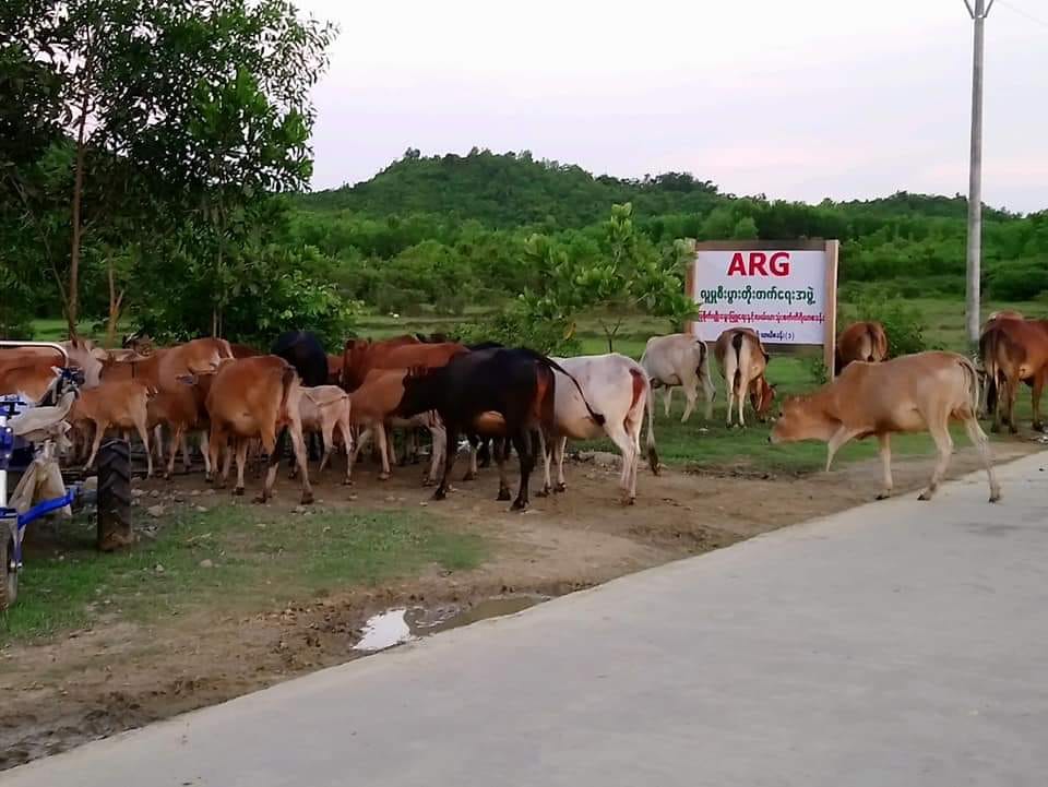 ေမာင္ေတာရွိ ARG အဖြဲ႔ပိုင္​ပစၥည္​းမ်ားသိမ္​းဆည္​းခံရၿပီး စိုက္ပ်ဳိးေရးျခံ ခ်ိတ္​ပိတ္​ခံရ